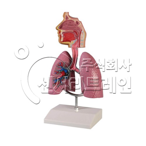 호흡기모형
