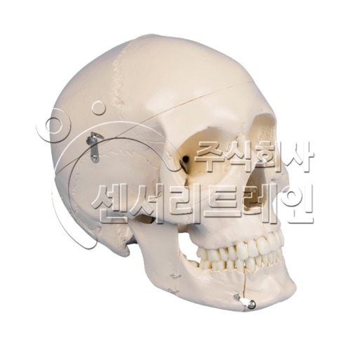 두개골 모형(치아분리)