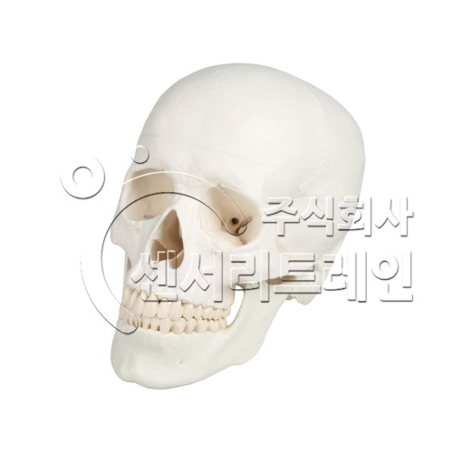 두개골 모형
